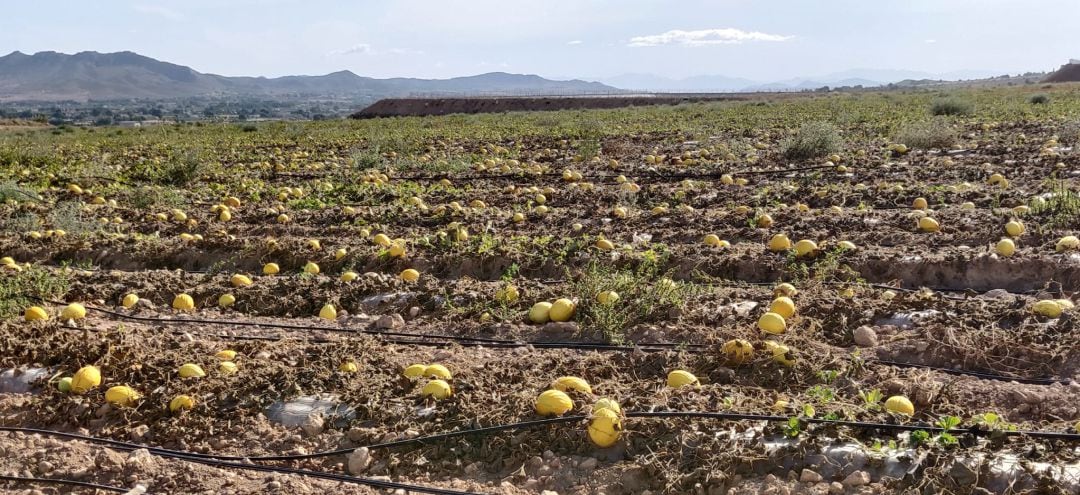 Melones sin recolectar en una de las fincas