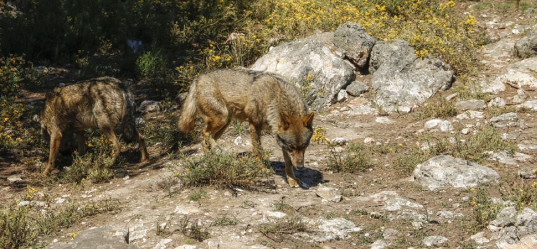 Lobos en el entorno de Guadarrama