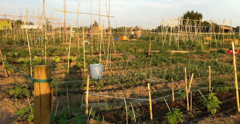 Imatge d'un dels horts de l'empresa Punt Eco de Lleida, impulsora de l'estudi