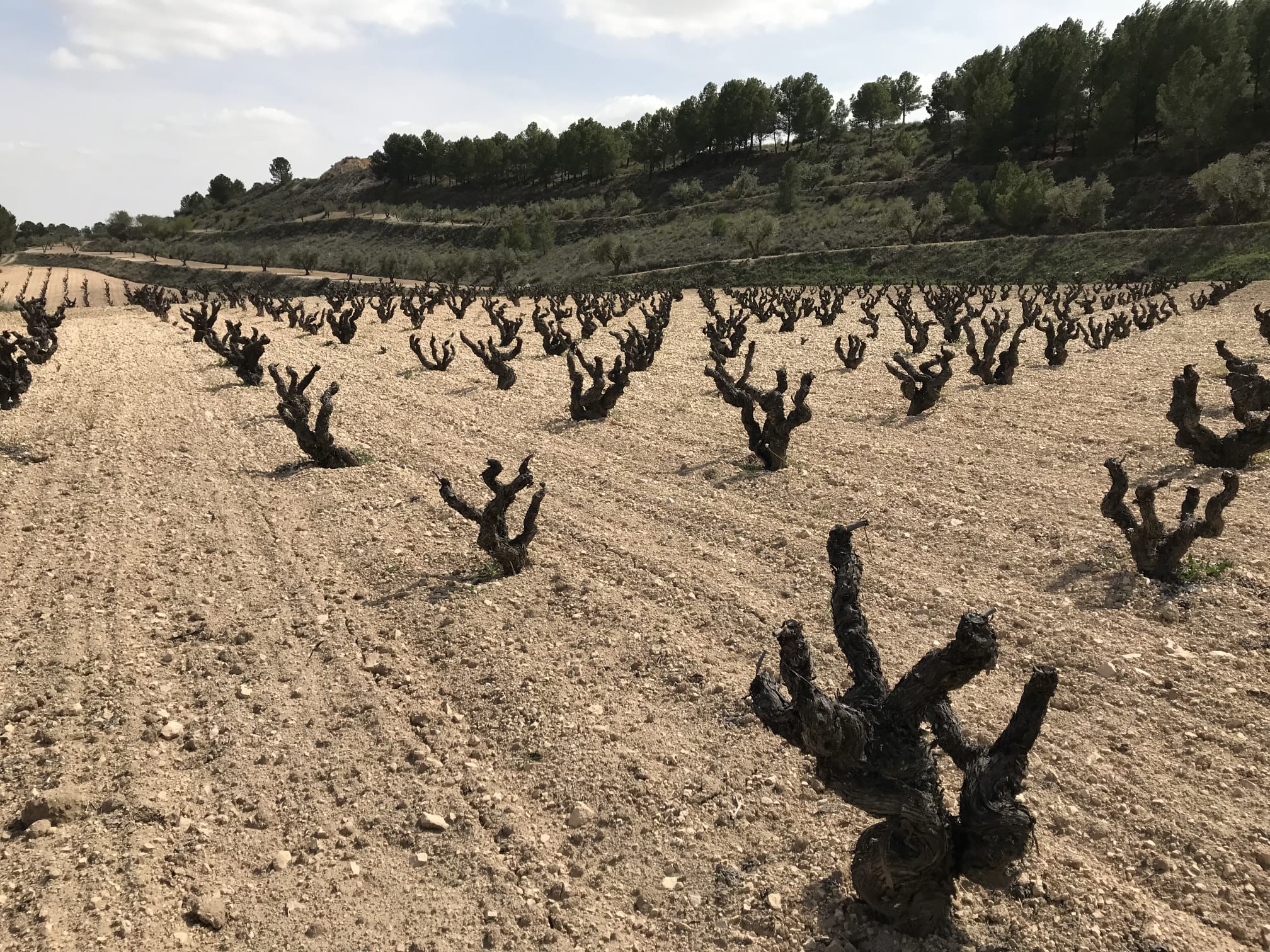 Viñas &#039;viejas&#039; de tinto velasco con las que se hace el Linze