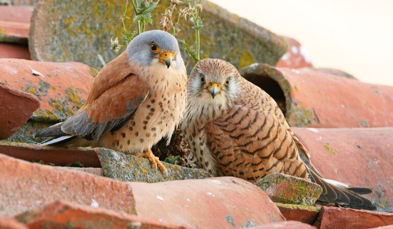 En el cuardenillo sobre aves locales los estudiantes conocerán especies como el Cernícalo Primilla, tan habitual en los tejados colmenareños