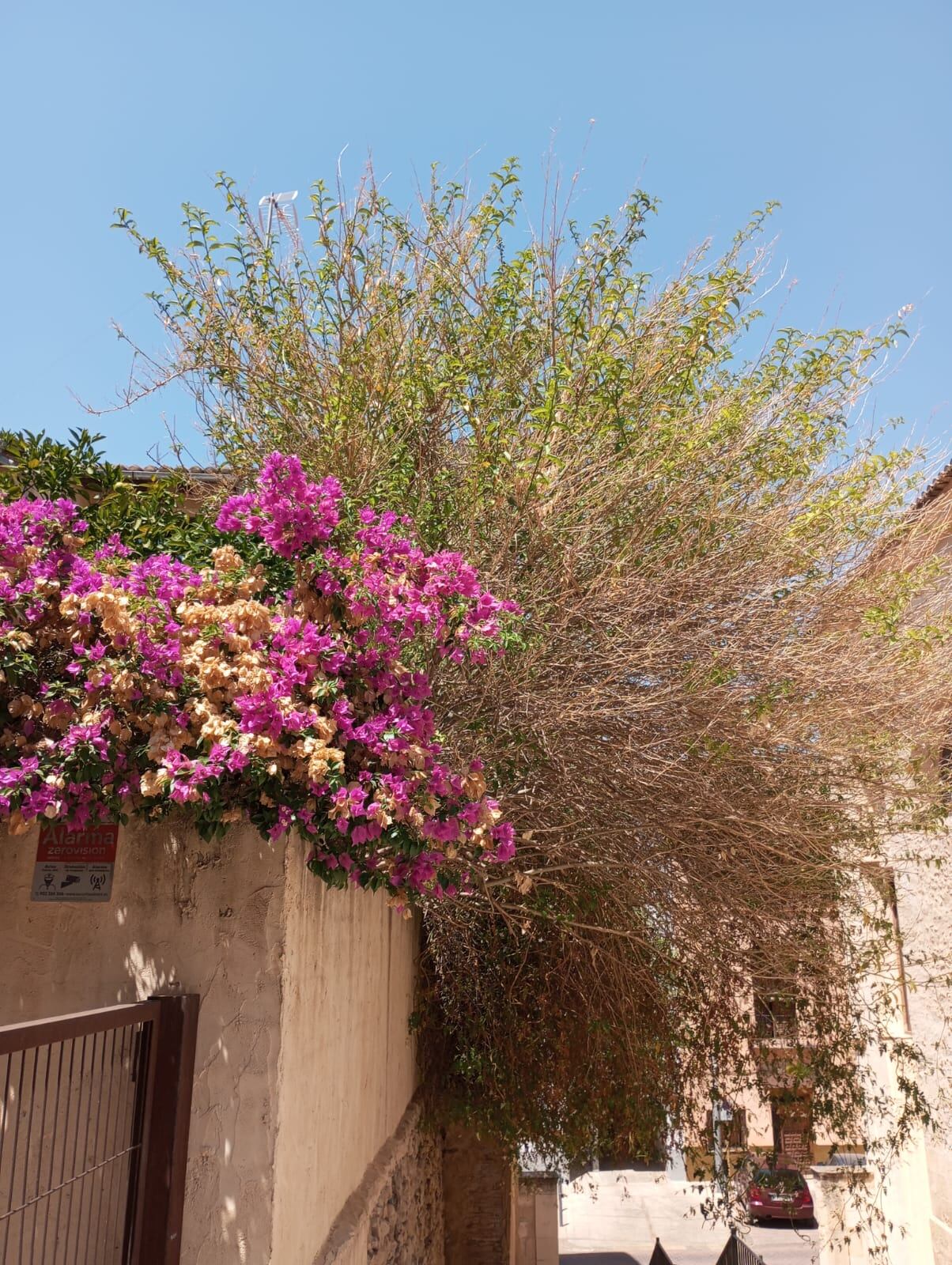 El galán de noche y el jazminero antes de la poda