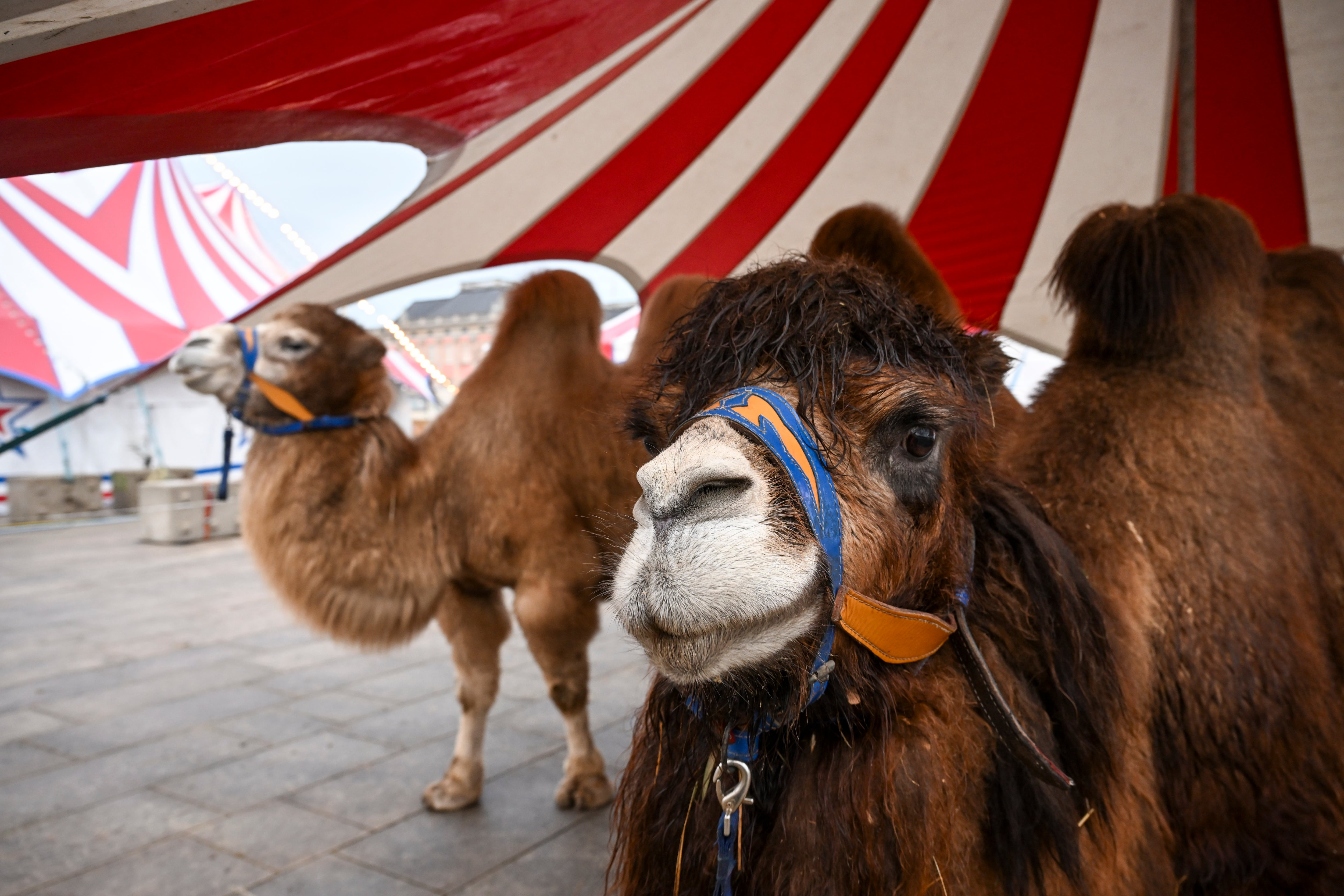 Animales en un circo, en una imagen de archivo