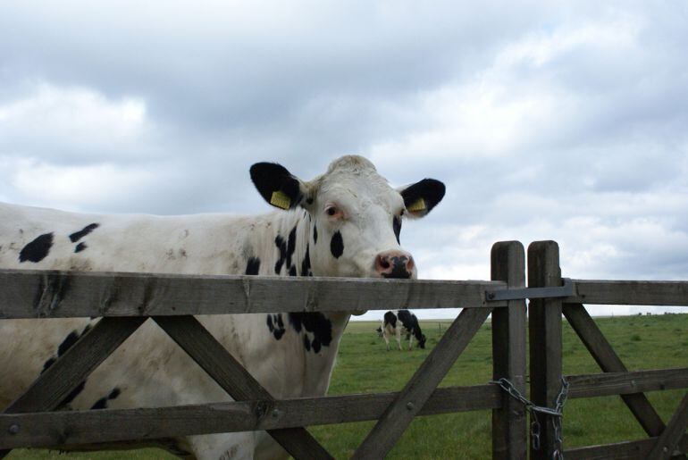 Una vaca junto a la valla de un prado. 