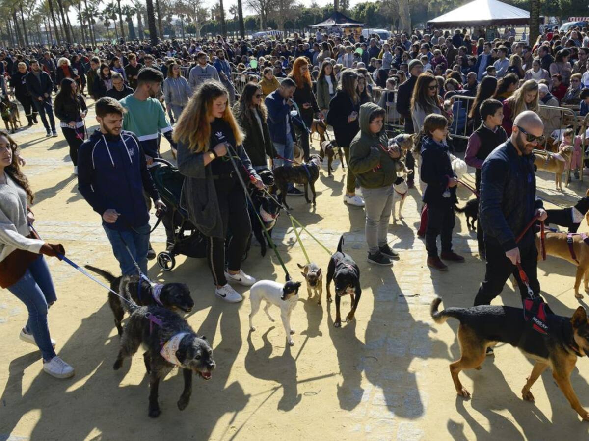 San Antón brilla, a pesar del frío
