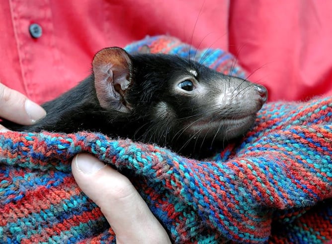 Fotografía facilitada por la Penn State University (EEUU), en la que puede verse a un demonio de Tasmania