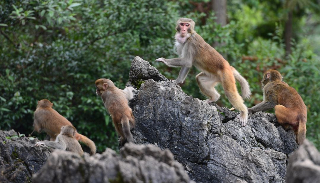 Los monos Rhesus fueron los seleccionados para el experimento.