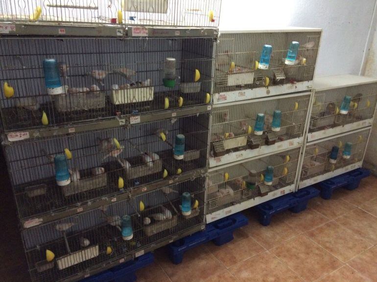 La Guàrdia Urbana comissa prop de 100 ocells en un soterrani en unes pèssimes condicions de salubritat