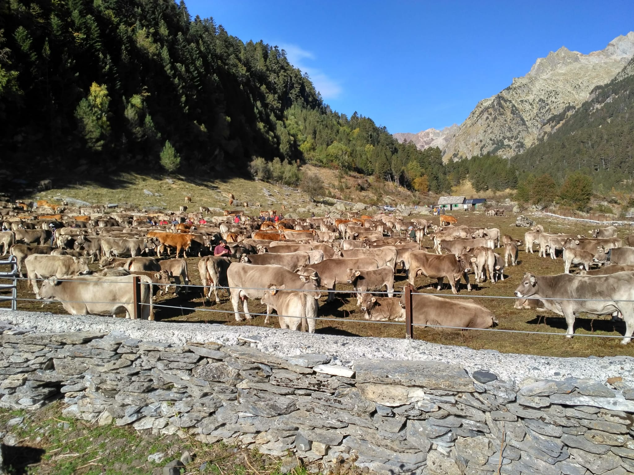 Feria ganadera del Pilar de Benasque de 2022