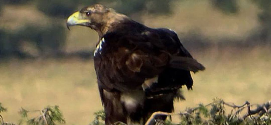 Ejemplar del águila imperial ibérica