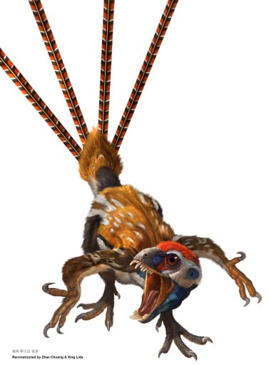 Reconstrucción del <i>Epidexipteryx hui</i>, que estaba cubierto de plumas pero no podía volar.