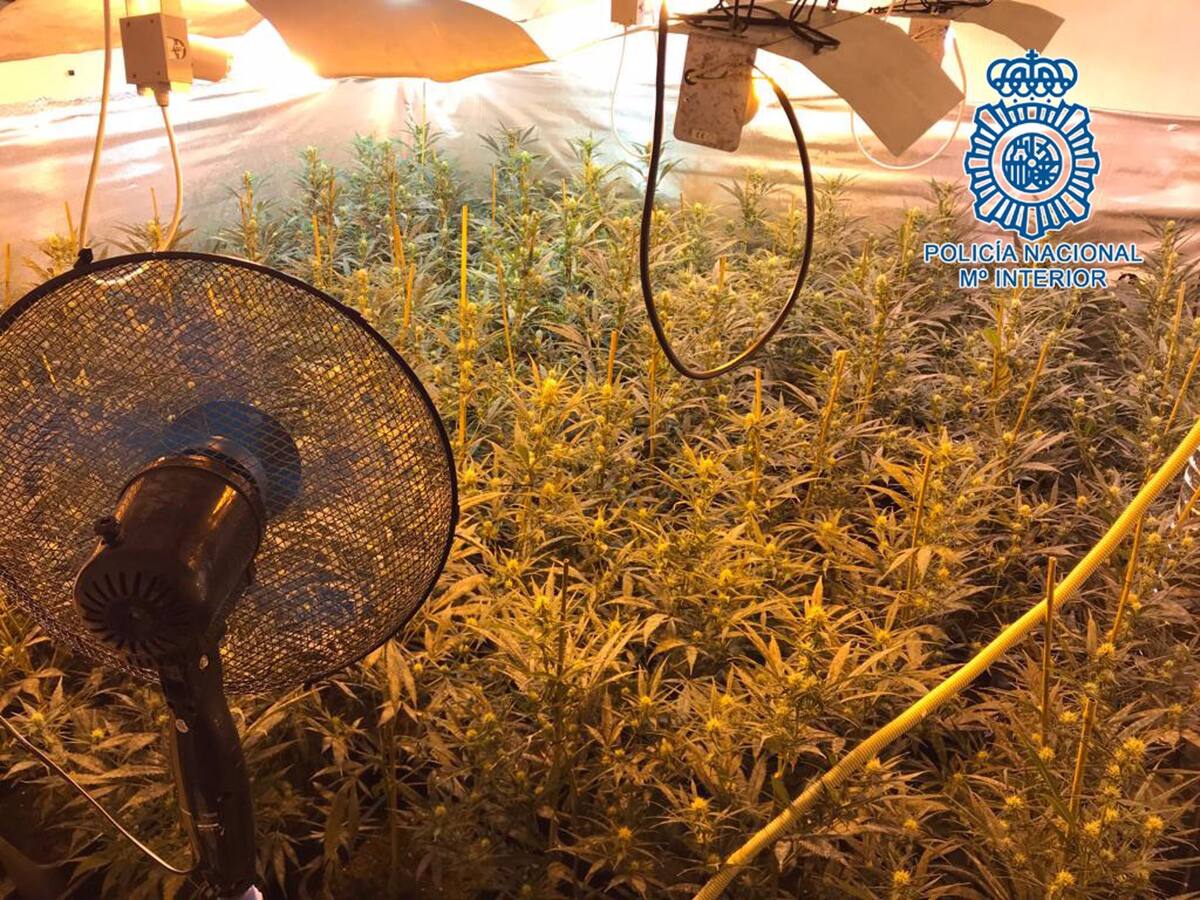 Detenidas en Jerez ocho personas presuntamente dedicadas al cultivo de marihuana en VPO