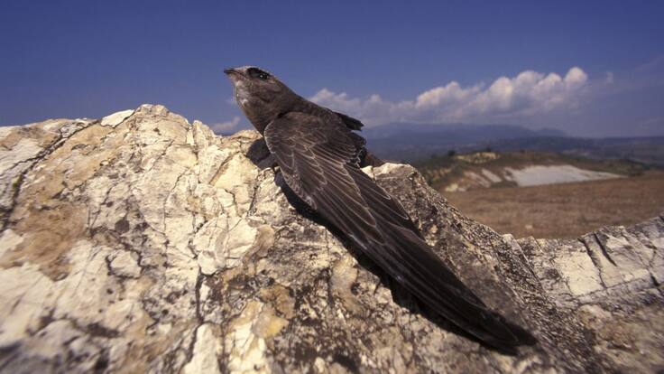 Esther Esquembre en Media Jornada