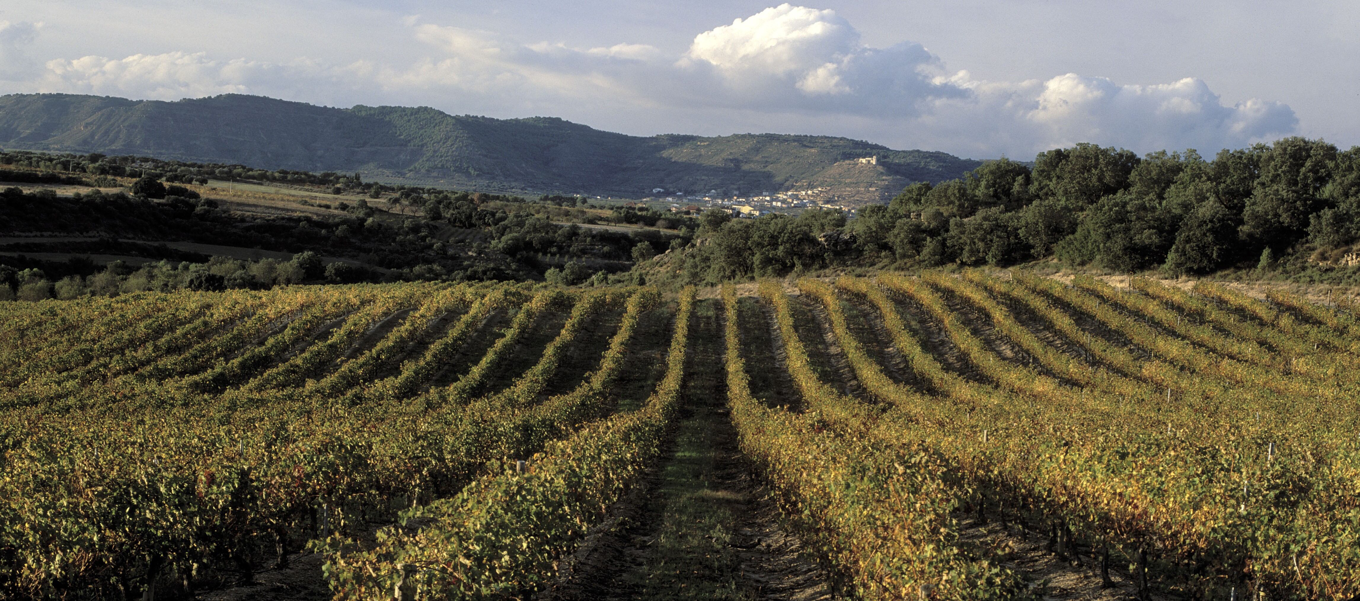 Viñedo de Viñas del Vero