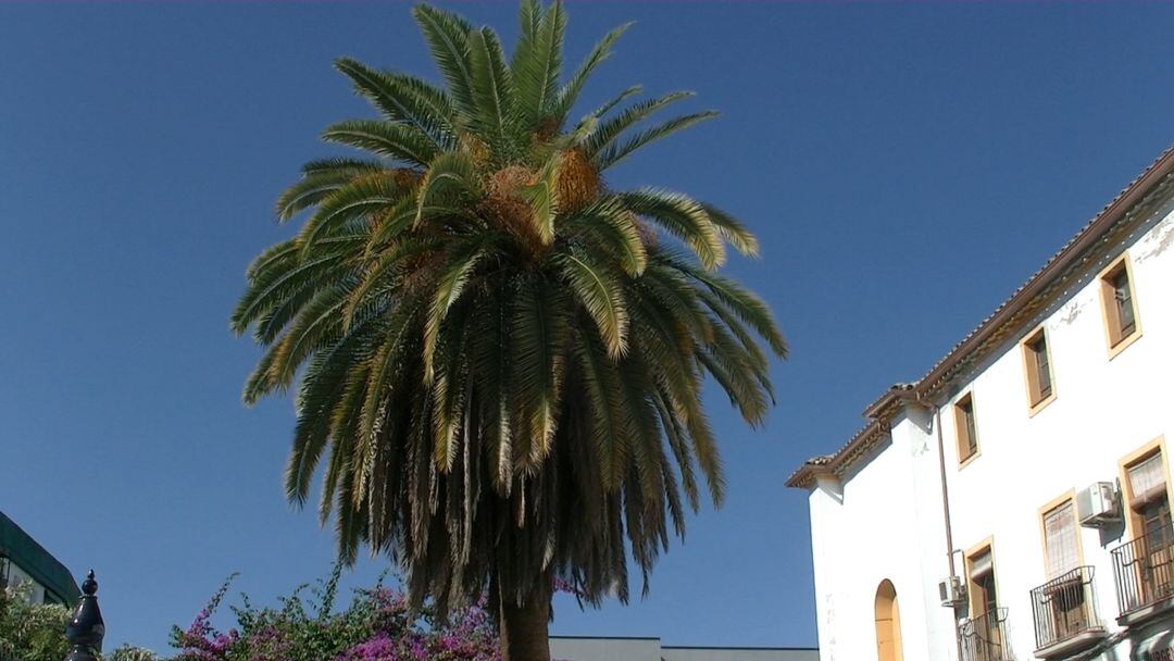 Una de las palmeras del centro de la ciudad