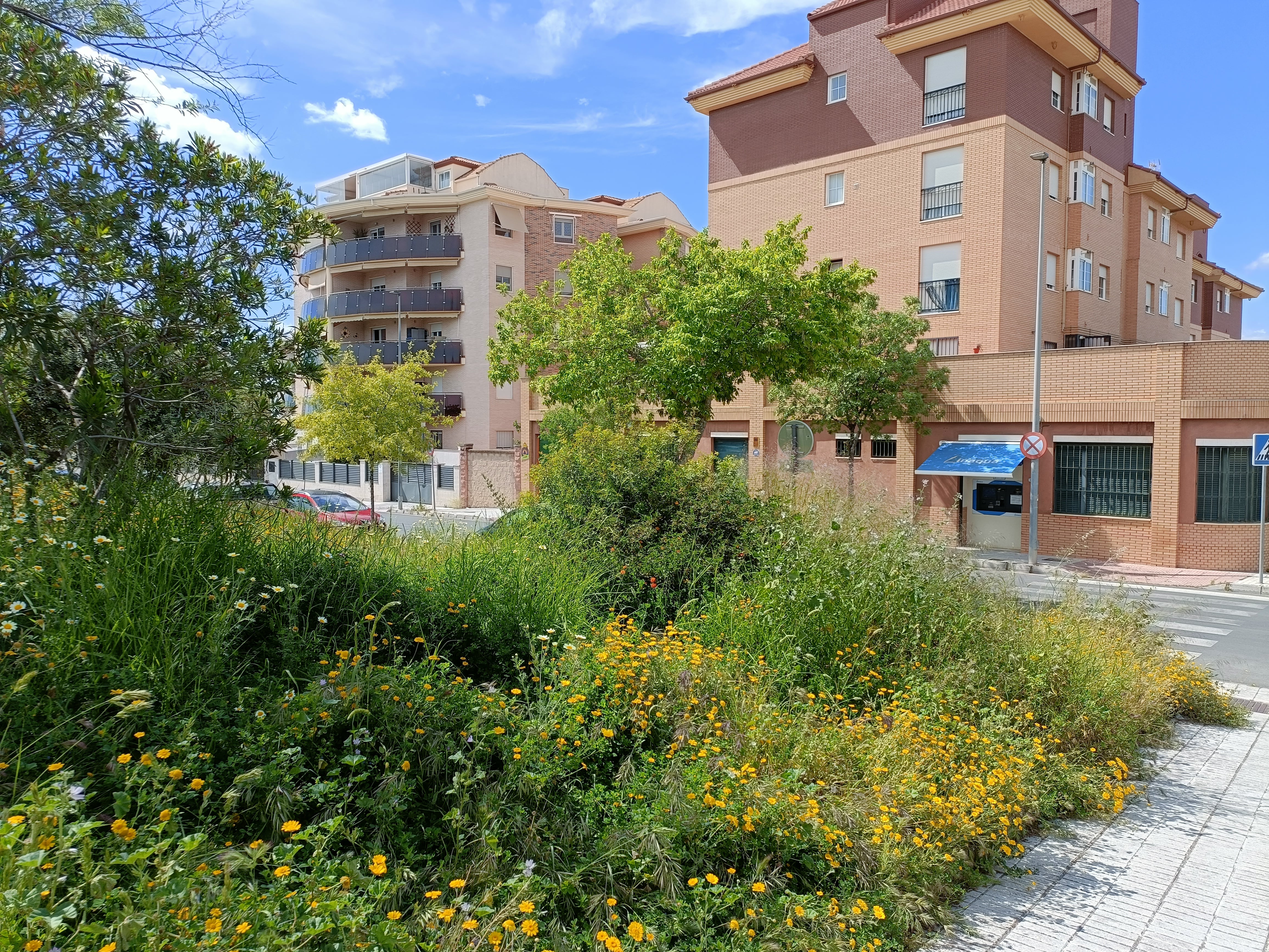 Zona sin desbrozar en calle Holanda de Linares.