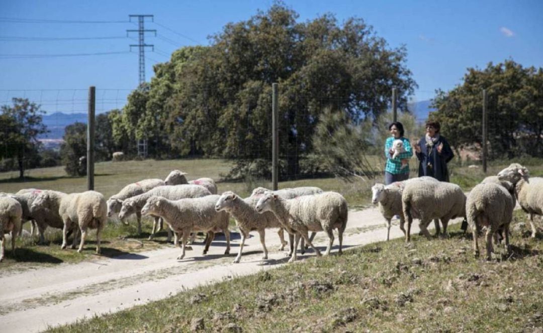 Foto de archivo de una vía pecuaria