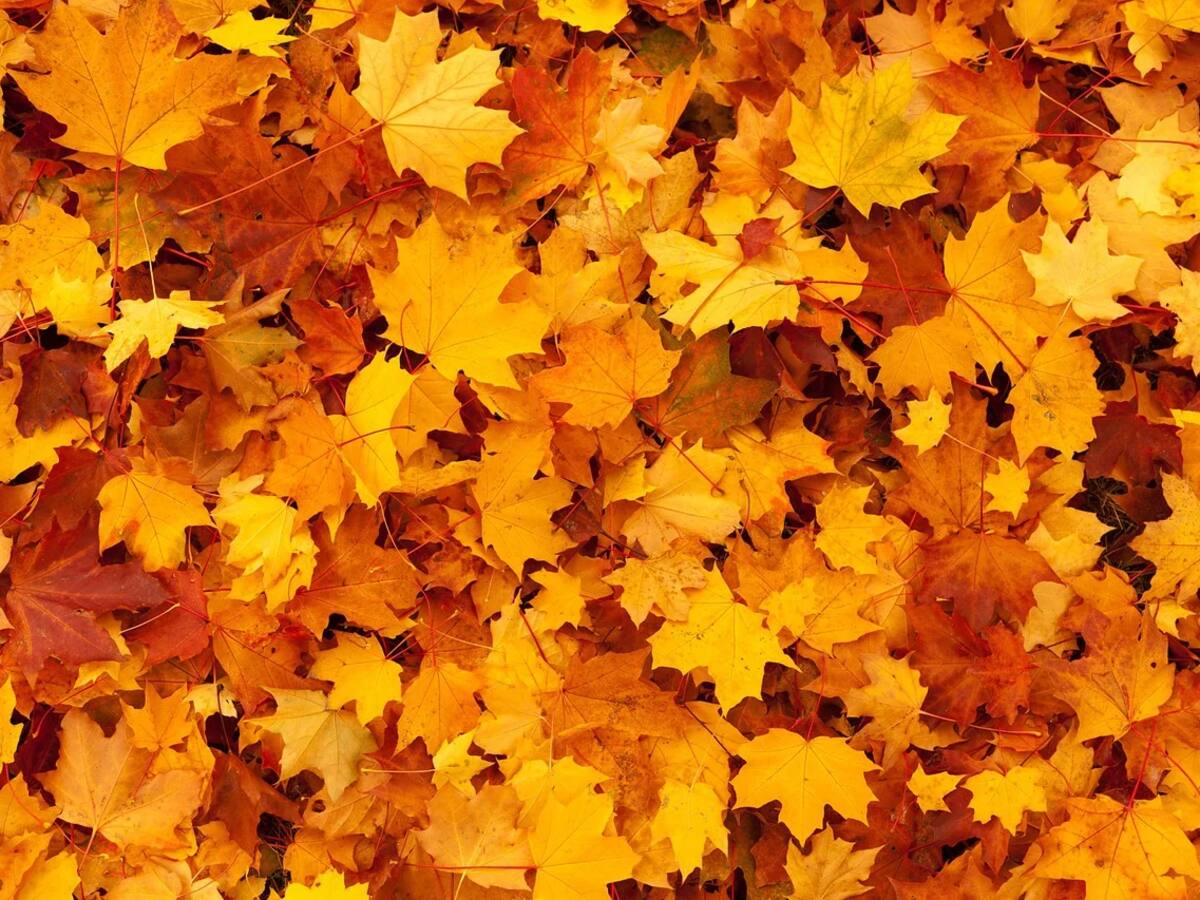 Manzanares El Real acoge el otoño con visitas culturales, exposiciones, festivales de teatro y mucho más