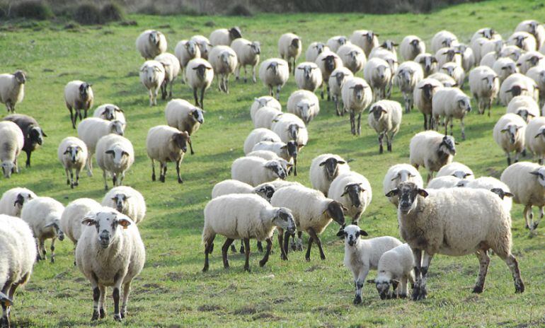 La vedella ecològica és el que més abunda però puja l'oví ecològic.