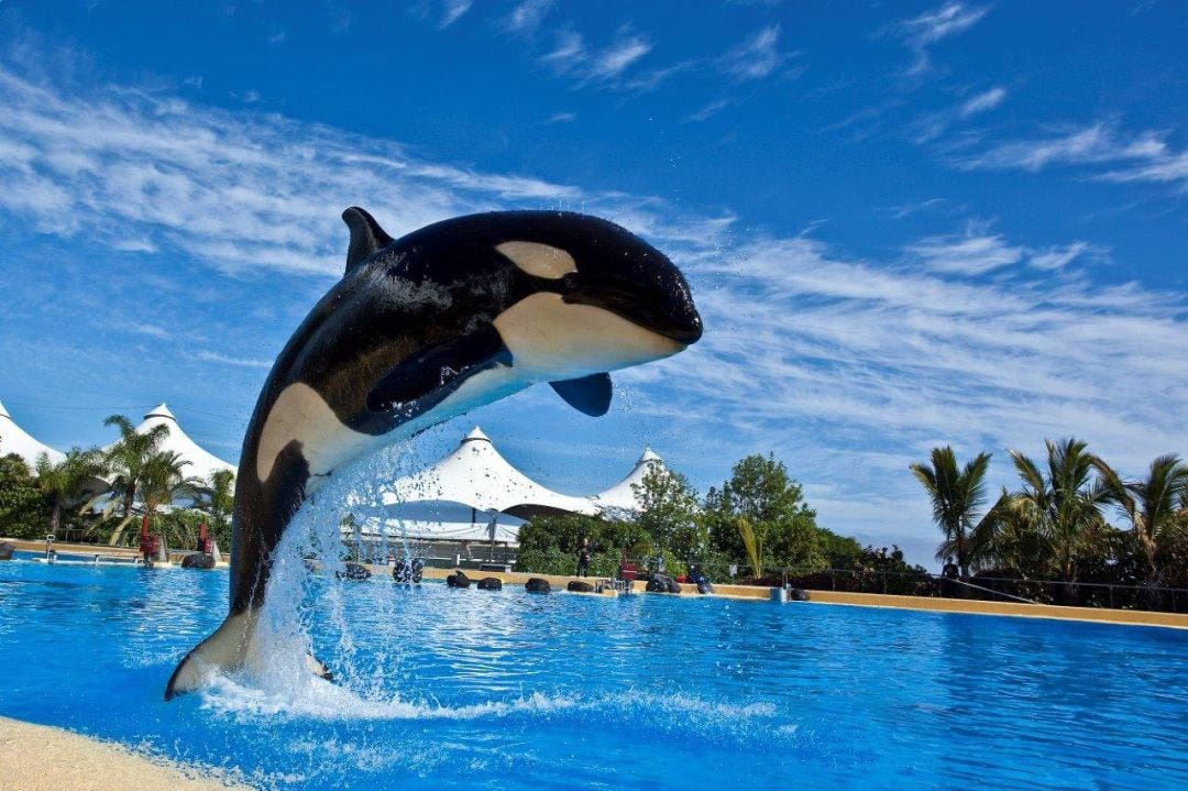 Loro Parque y Siam Park de Tenerife. 