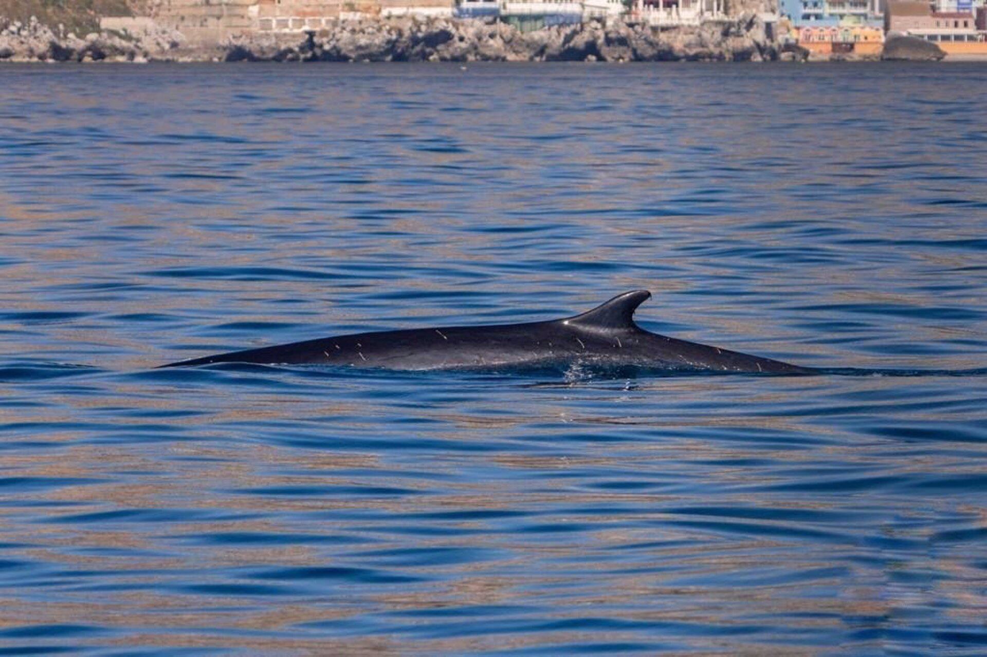 Rorcual común en las playas de La Línea