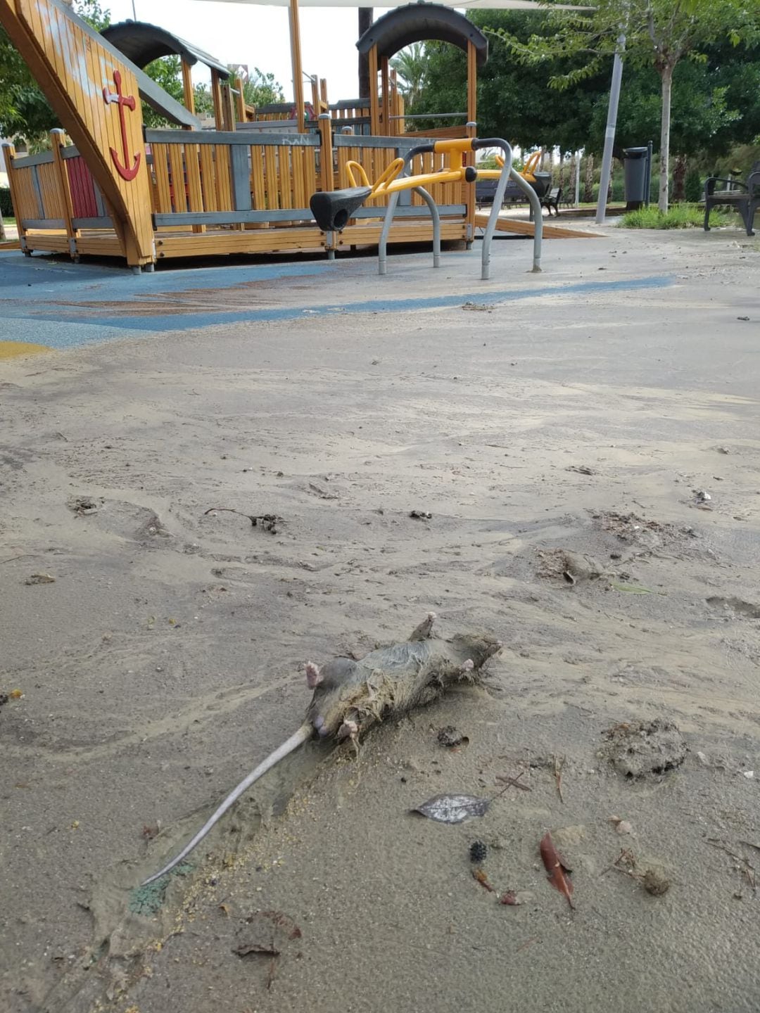 Una rata muerta arrastrada por los lodos que inundaron este jueves tras las lluvias el parque Joan Fuster, en San Gabriel.