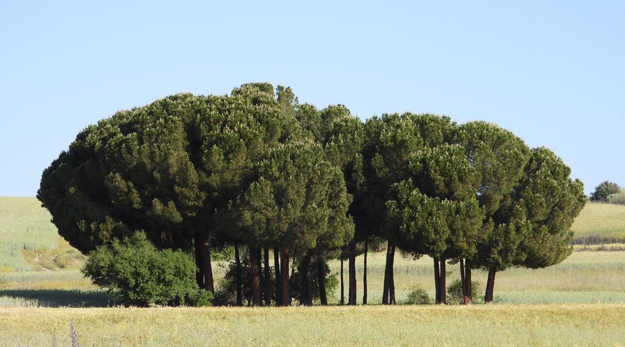 El próximo día 21 se celebra el Día Forestal Mundial