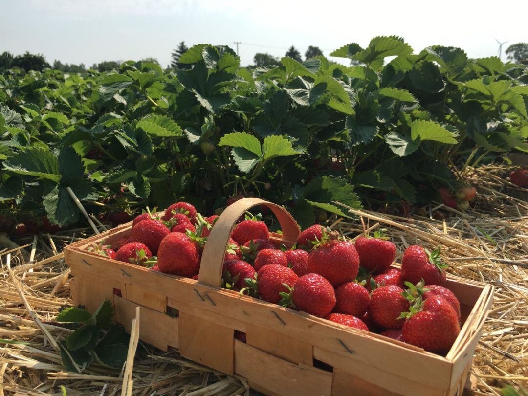 Plantación de fresas 