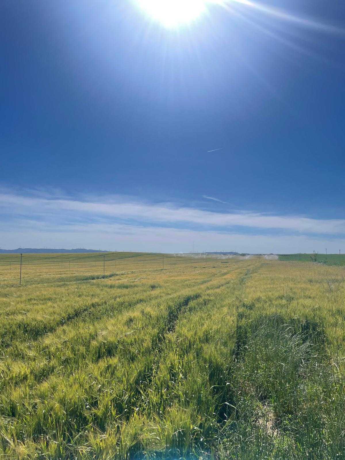 Imagen de un campo de cebada facilitada por Ambar