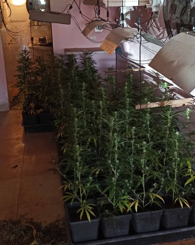 Incautadas casi 900 plantas de marihuana en dos casas de Santa Cruz de Mudela (Ciudad Real)