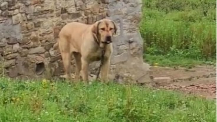 Txikita, la perra encadenada que nadie libera