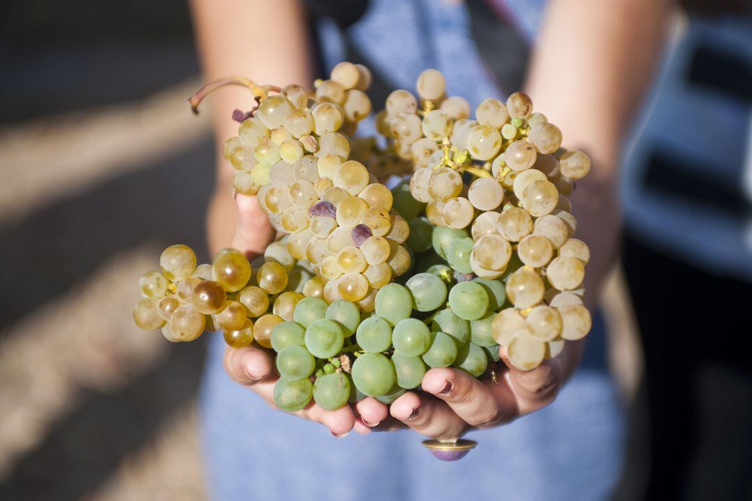 La Ruta del Vino de Rueda se propone abrir nuevas vías de turismo 