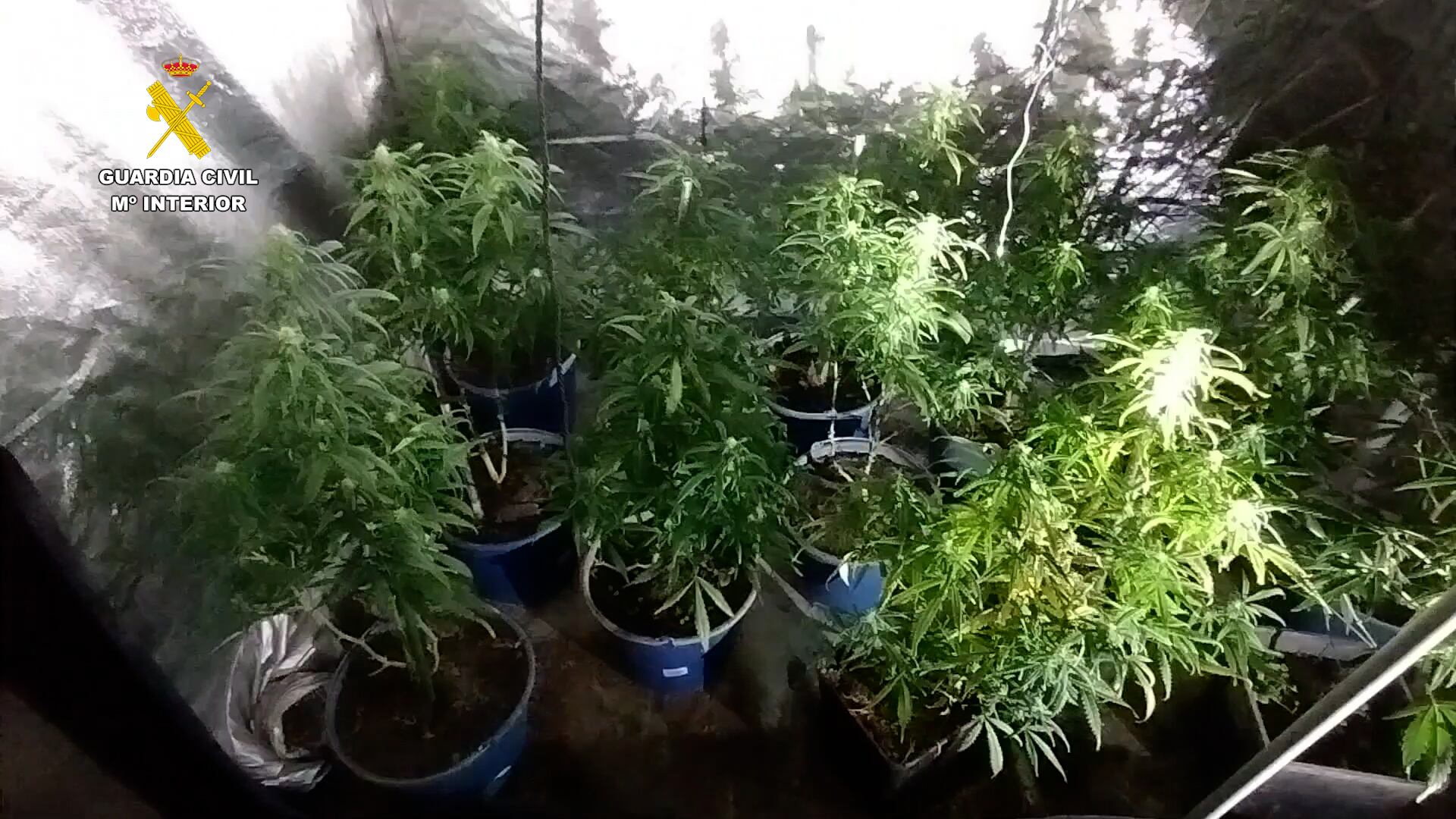 Hay 5 detenidos por tráfico de drogas y por defraudación de fluido eléctrico al detectar 3 enganches ilegales