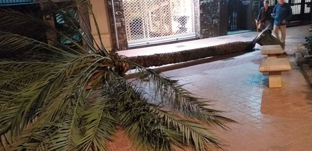 Imagen de una palmera que se cayó este sábado en la Gran Vía Germanías de València.