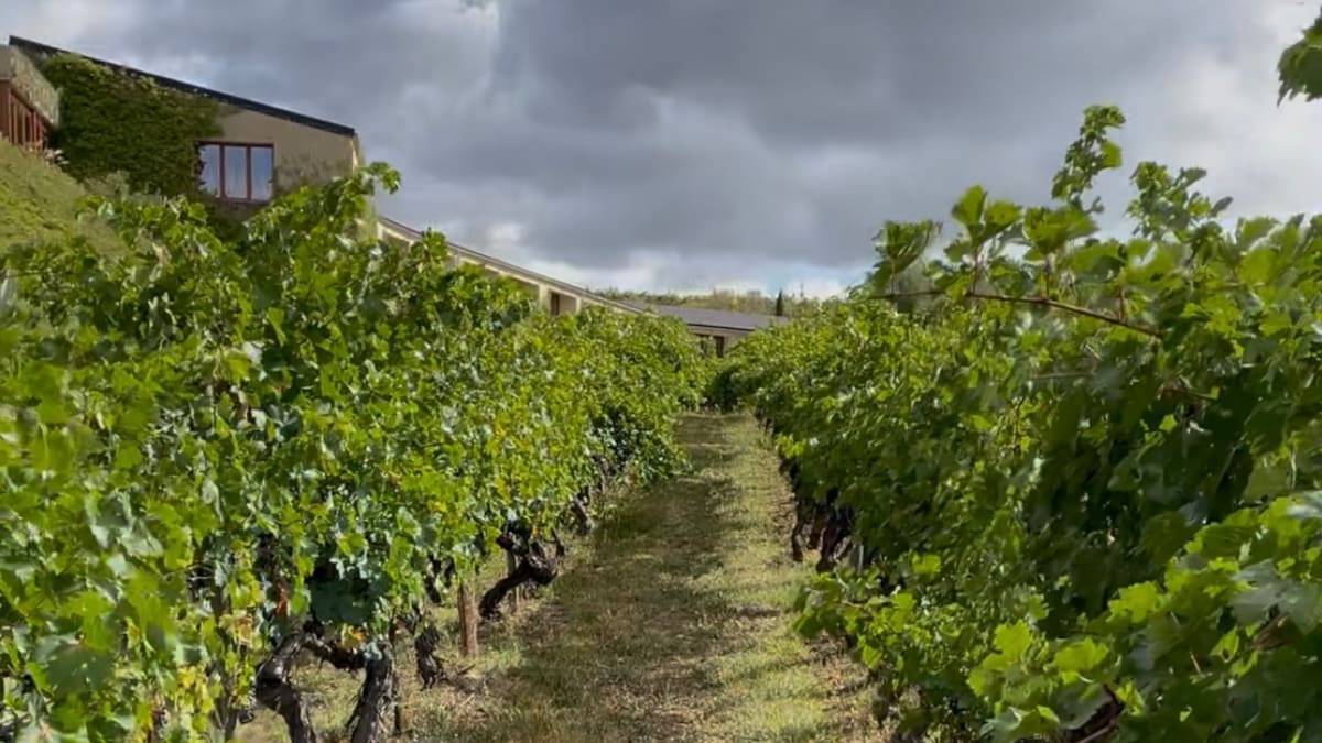Así se defiende el vino español del cambio climático: "Hay que volver a lo tradicional, aunque sea difícil"
