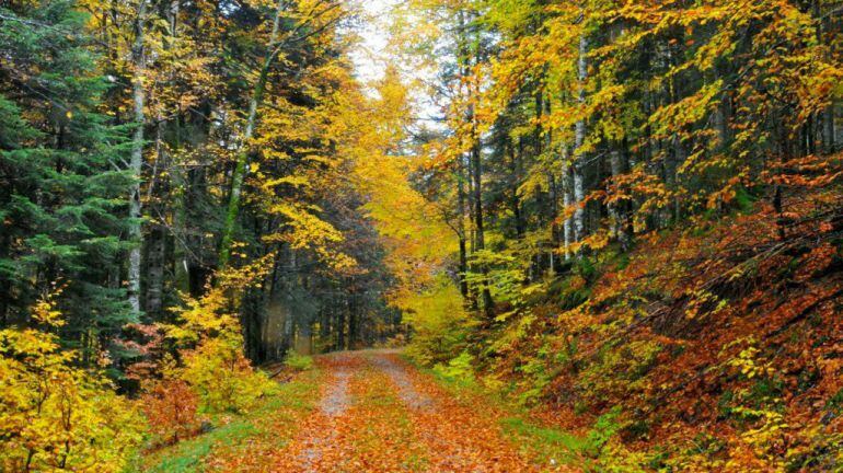 Una imagen del bosque de Irati, en otoño. 