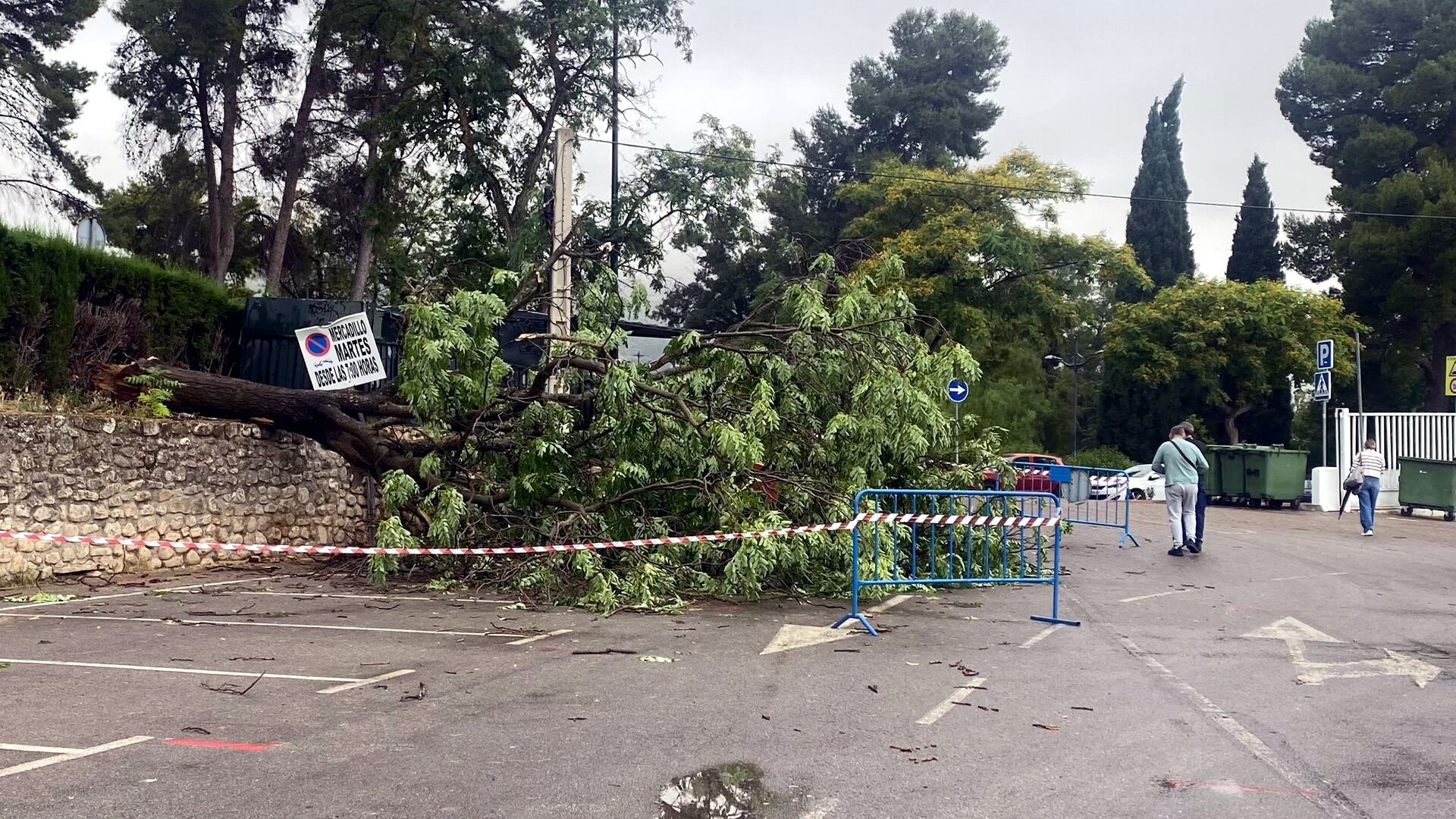 Árbol caído como consecuencia del temporal de viento en la zona del mercadillo de Antequera