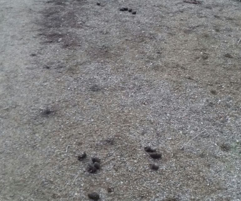 Excrementos en el parque junto al colegio Juan Mena de Palencia