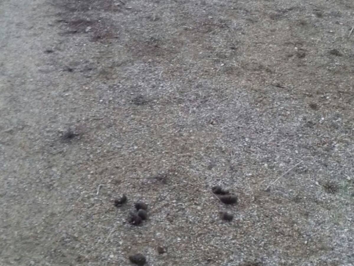 Los vecinos y el colegio del Cristo piden medidas contra los excrementos de perros en el parque