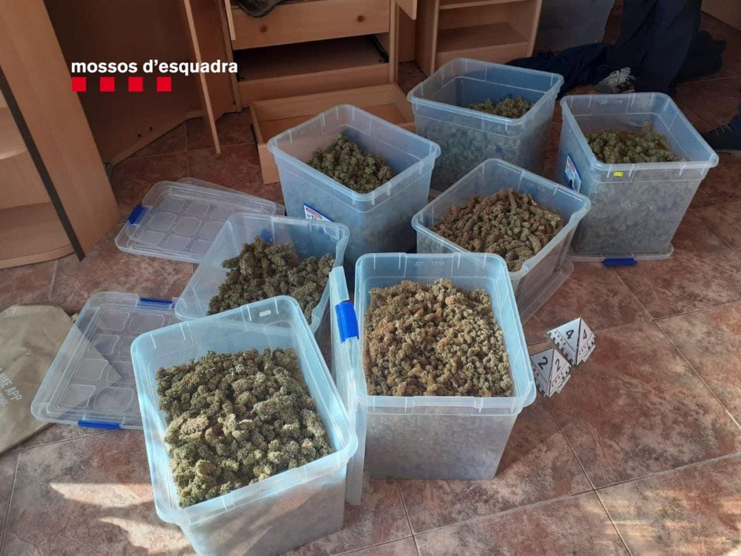 Marihuana decomisada por los Mossos d&#039;Esquadra