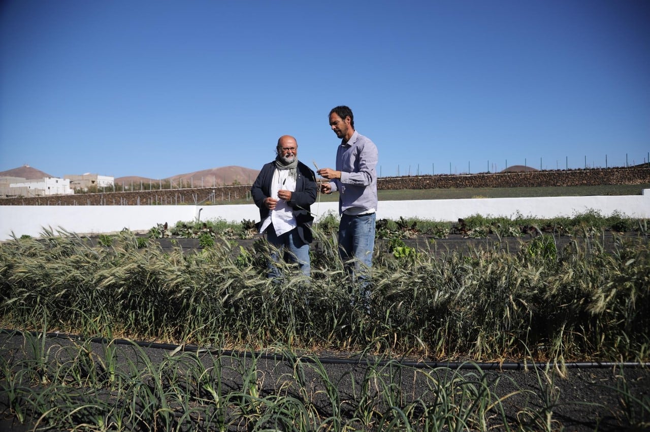 La agricultura en Lanzarote es una de las actividades principales.