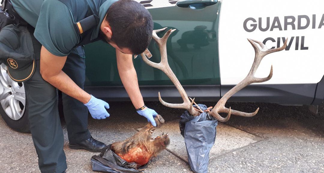 Un guardia civil observa el cráneo de jabalí y la cabeza de venado incautadas.