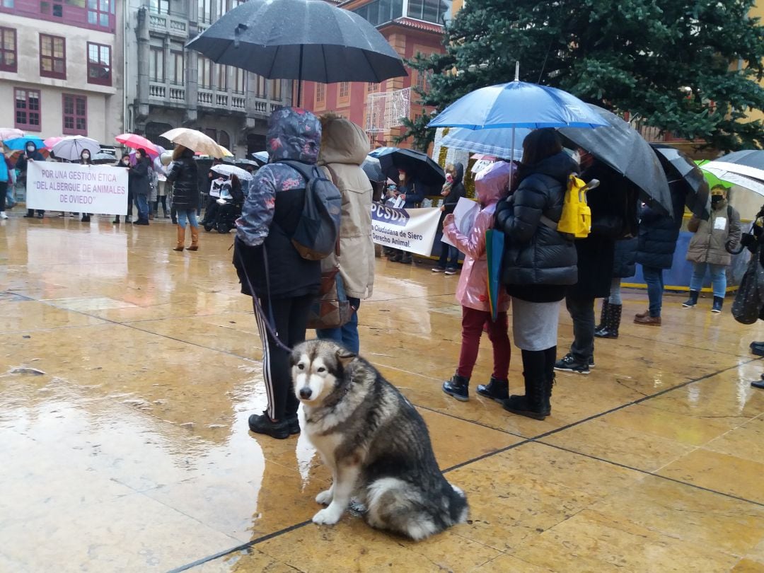 Concentración en la plaza del Ayuntamiento de Oviedo en protesta por el cambio de gestión al frente del albergue municipal de animales