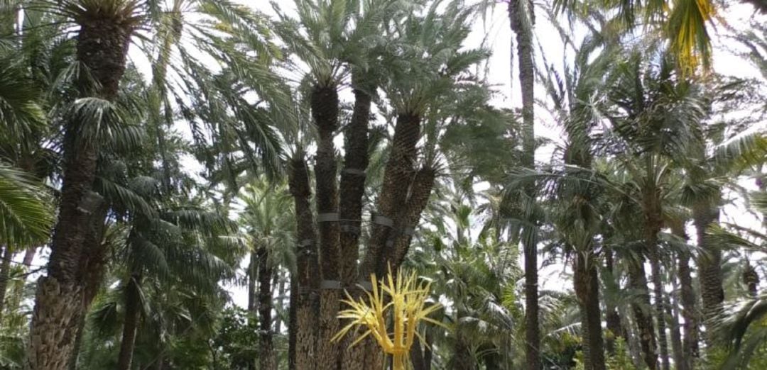 Palmera Imperial, Jardín Huerto del Cura