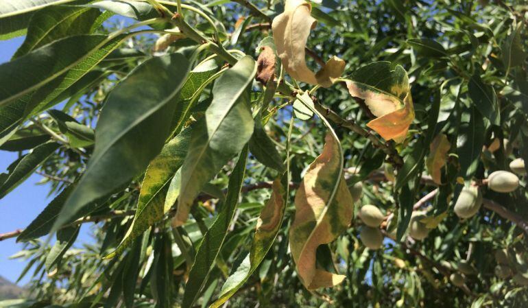 Almendro afectado por la Xylella.