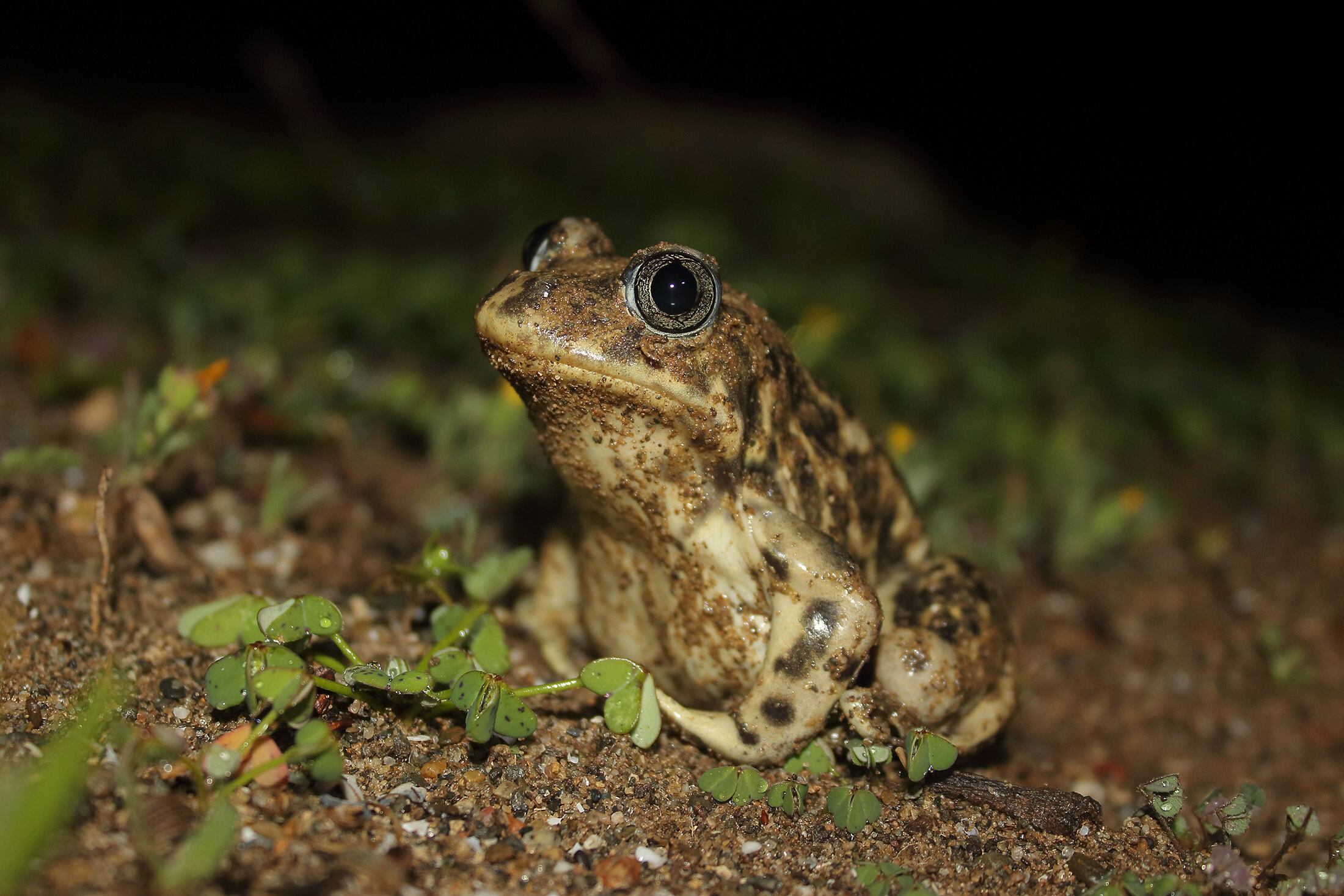 Una de las especies que se han analizado durante la investigación