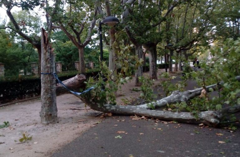 La tormenta de este domingo tumbó varios árboles en el Parque José Antonio Labordeta.