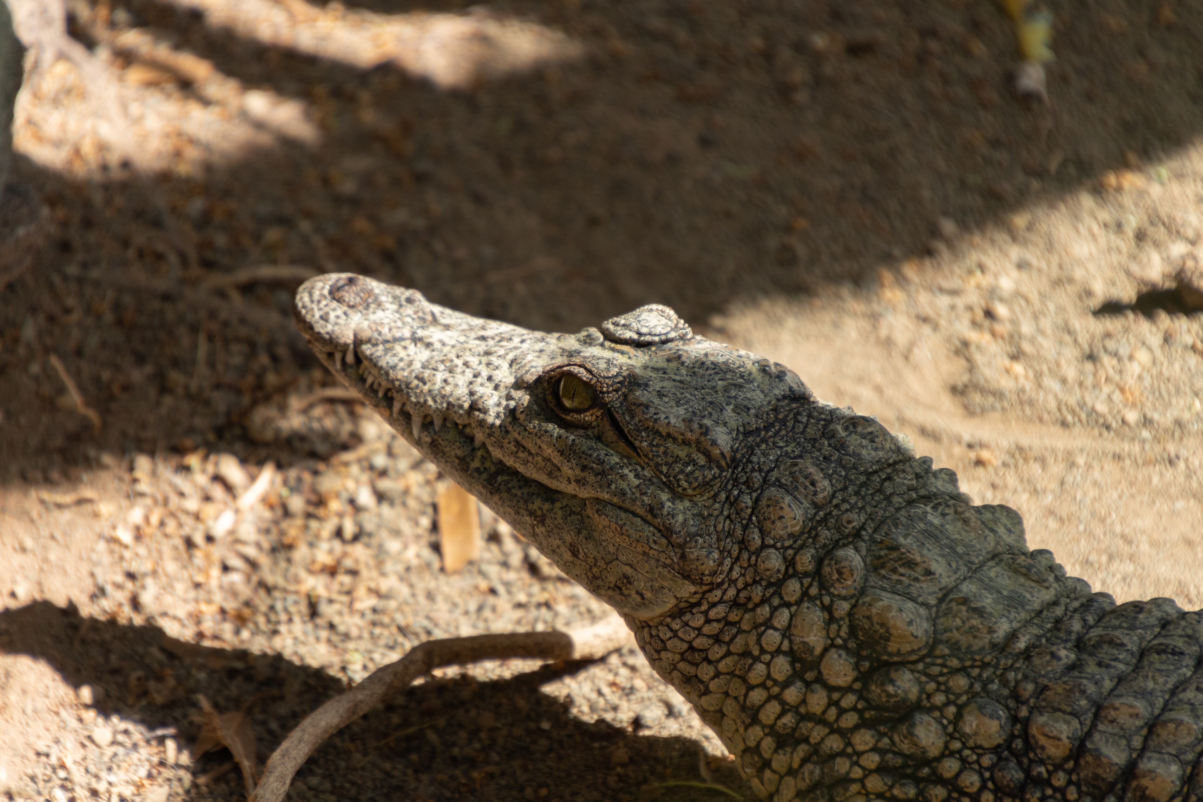 Cocodrilo en Gran Canaria.