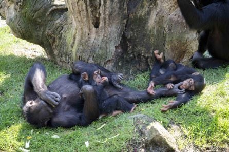 Djibril se integra en el grupo de chimpancés de Bioparc Valencia