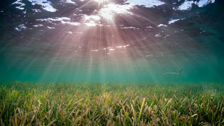 Entrevista a Aurora Martínez, investigadora de l'Institut de Ciències del Mar